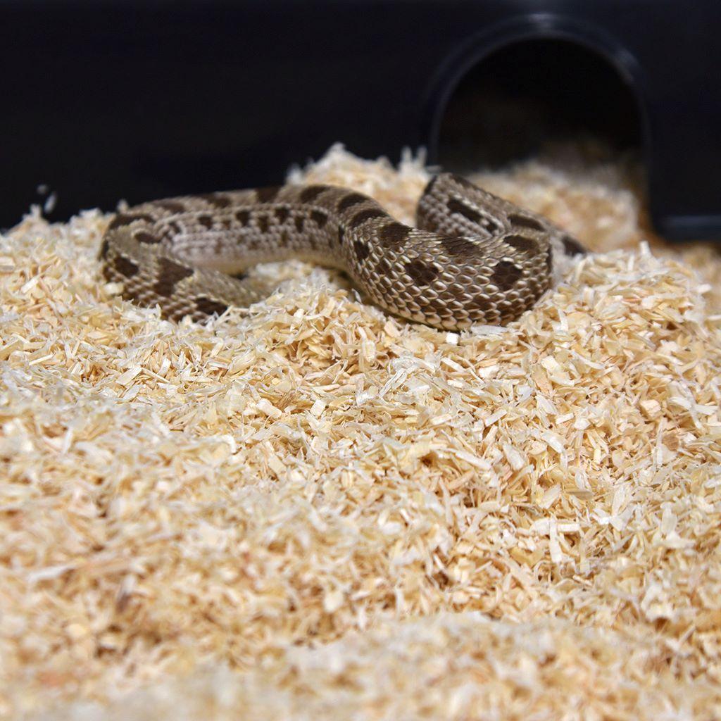 lignocel reptile bedding
