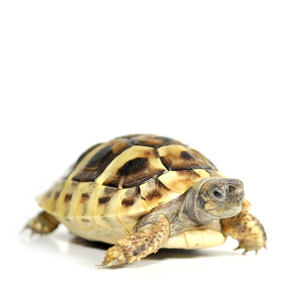 Hermann's Tortoise